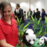 澳大利亚“熊猫竞赛”助力青少年了解中国文化